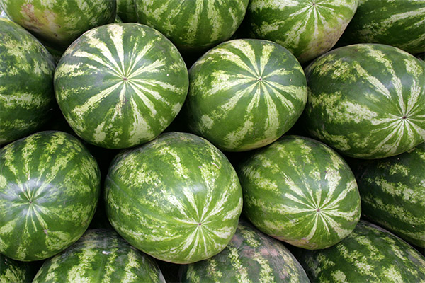 Interessante Fakten über die Wassermelone