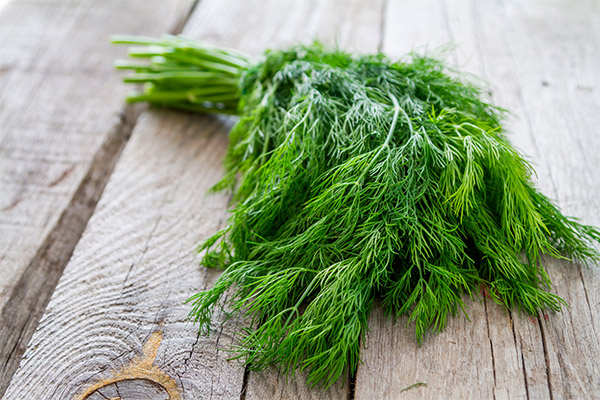 Interessante Fakten über Dill