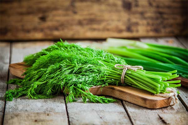 Comment consommer l'aneth correctement ?