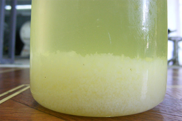 Comment fabriquer le petit-lait
