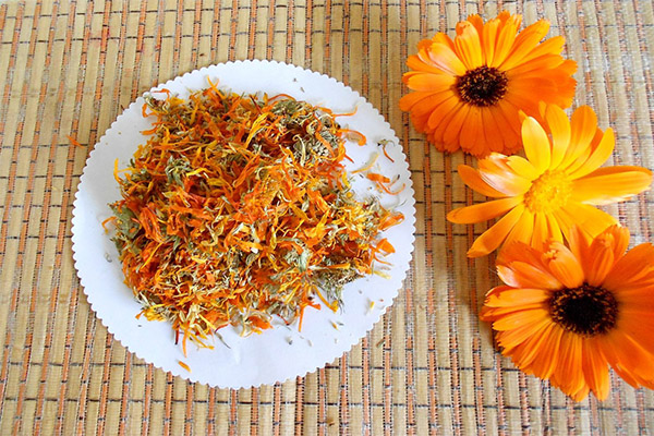 Comment récolter et conserver le calendula