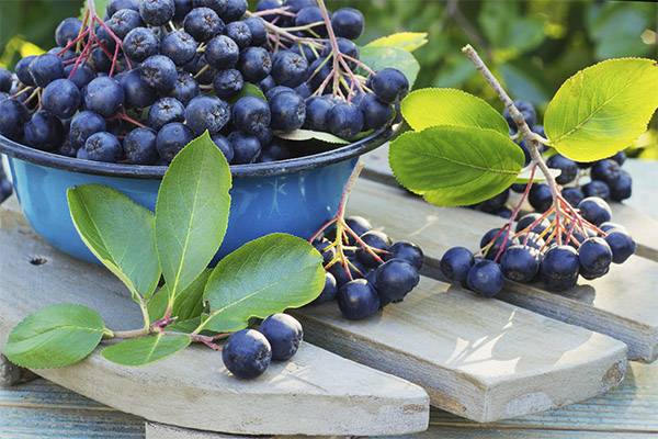 Comment choisir et conserver l'aronia noire