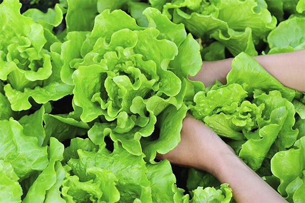 Comment choisir et conserver la salade verte