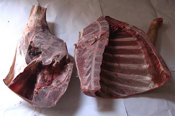 Comment choisir et conserver la viande de cerf