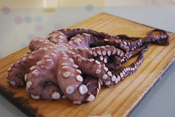 Wie wählen und lagern Sie Oktopus?