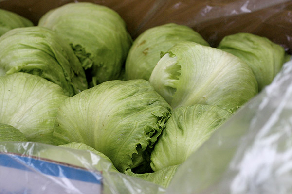 Comment choisir et conserver la salade iceberg