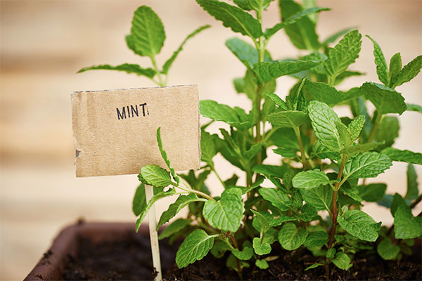 Comment cultiver la menthe chez soi