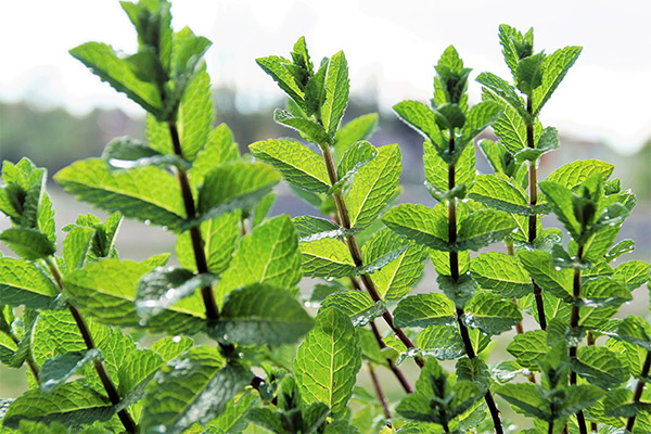 Quand récolter et comment conserver la menthe