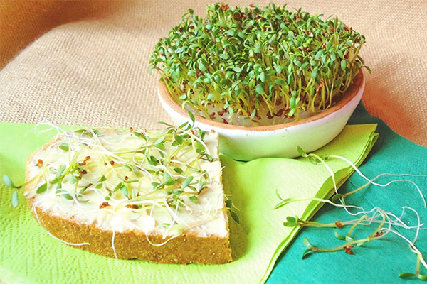 Le cresson alénois en cuisine