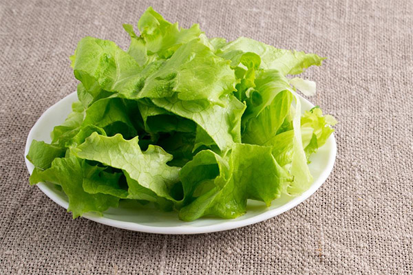 Propriétés médicinales de la salade iceberg