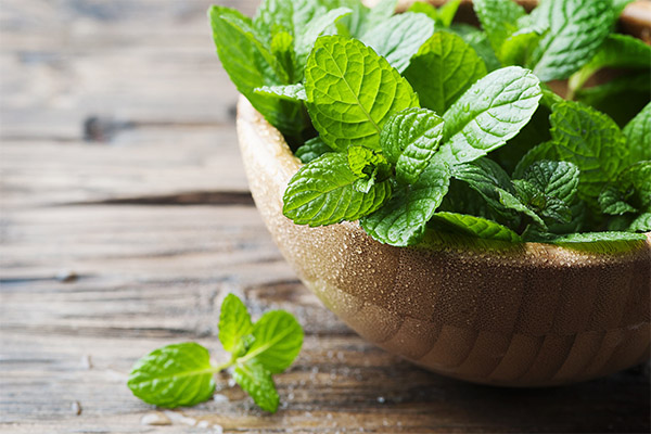 La menthe en cosmétologie