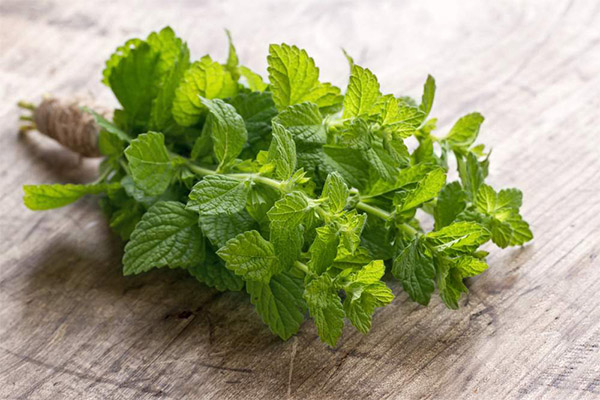 La menthe en médecine