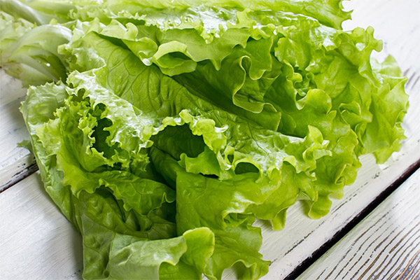 Peut-on donner de la salade verte aux animaux