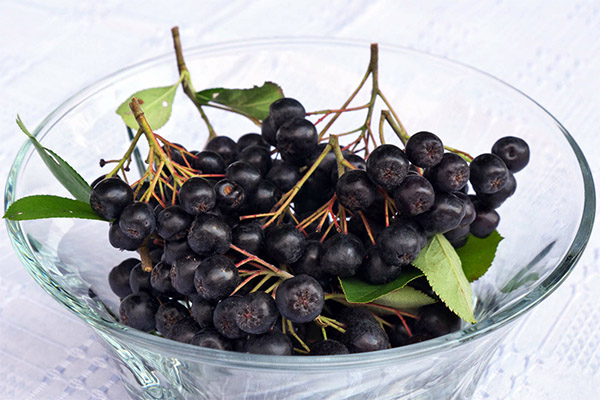 Propriétés bénéfiques de l'aronia noire