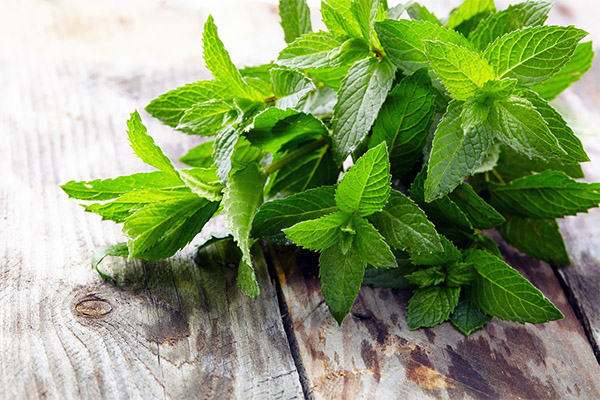 Propriétés bénéfiques de la menthe