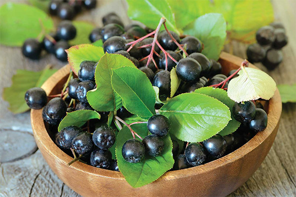 Bienfaits et méfaits de l'aronia noire