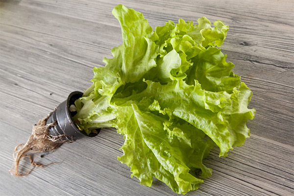 Bienfaits et inconvénients de la salade verte