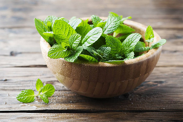 Bienfaits et méfaits de la menthe