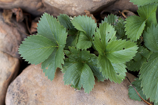 Bienfaits des feuilles de fraisier