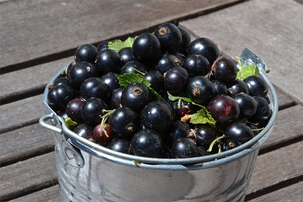 Récolte et conservation du cassis