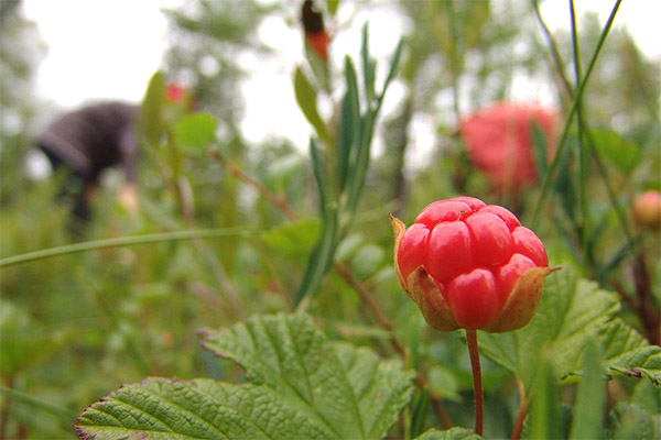 Ernte und Lagerung von Moltebeeren
