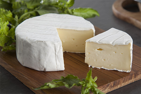 Le fromage à la moisissure en médecine
