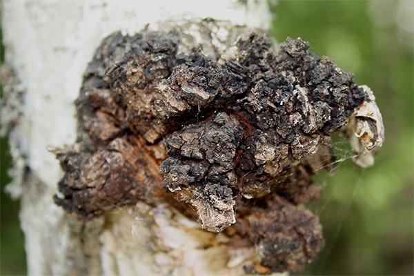 Le champignon de bouleau en médecine