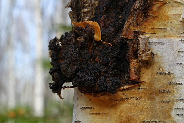 Quels sont les bienfaits du chaga ?