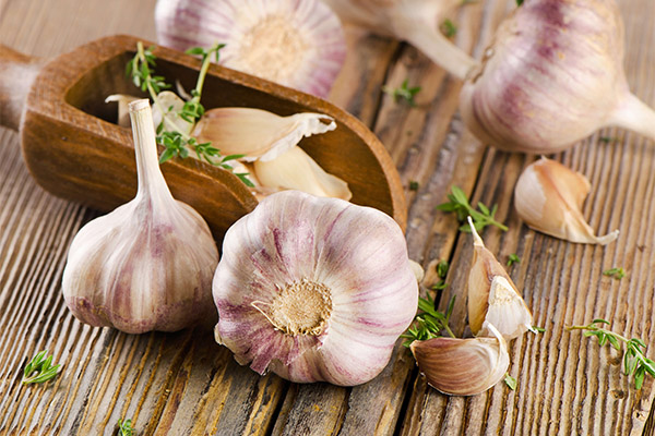 Knoblauch in der Medizin