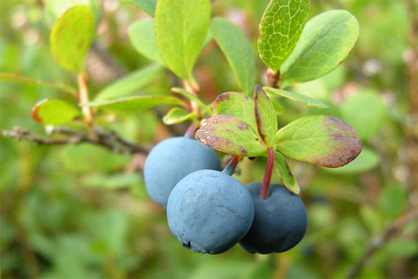 La myrtille bleue en cosmétologie