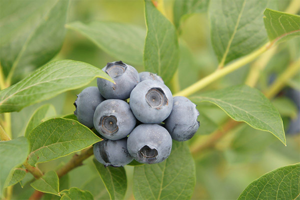 La myrtille bleue en médecine