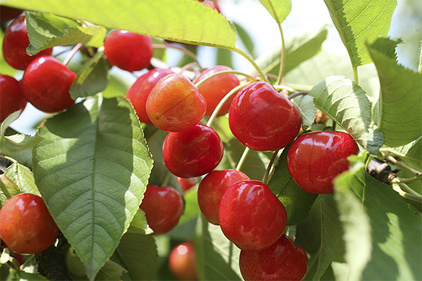 Faits intéressants sur la cerise douce