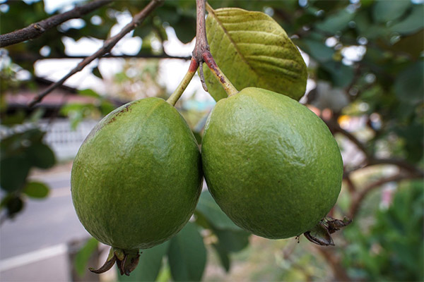 Faits intéressants sur le fruit de la goyave