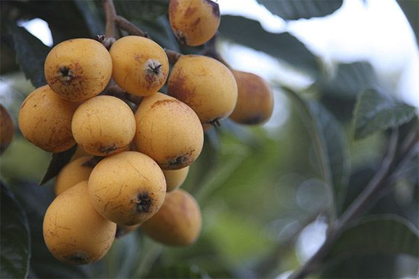 Faits intéressants sur le fruit de la nèfle