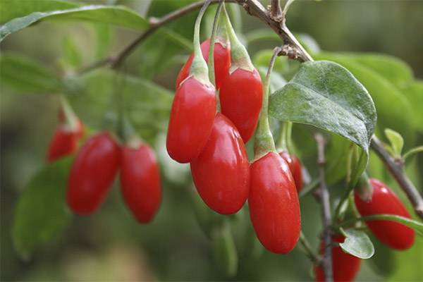 Faits intéressants sur le goji
