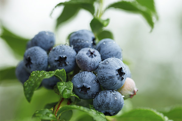 Faits intéressants sur la myrtille bleue