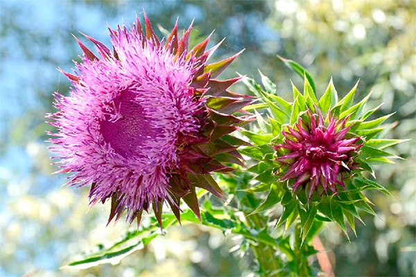 Interessante Fakten über die Mariendistel