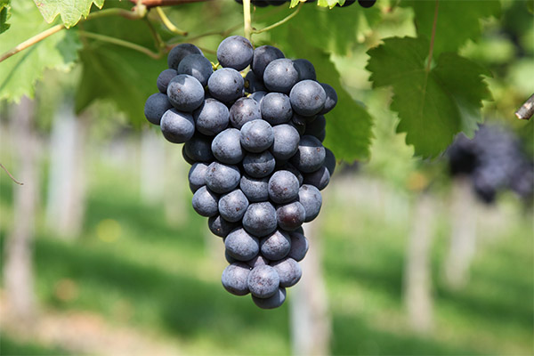Faits intéressants sur le raisin