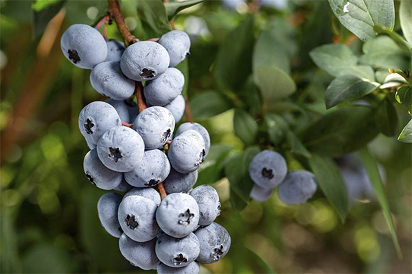 Comment manger la myrtille bleue
