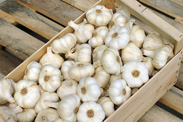 Wie man Knoblauch lagert