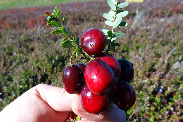 Wie erntet und lagert man Cranberries