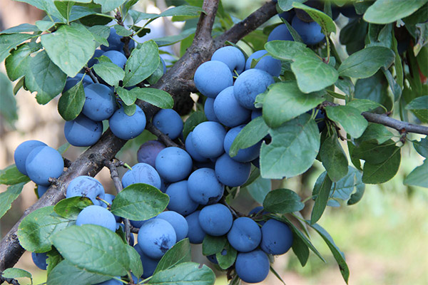 Comment récolter et conserver le prunellier