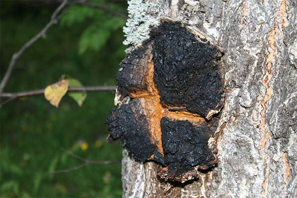 À quoi ressemble et où pousse le champignon Chaga ?