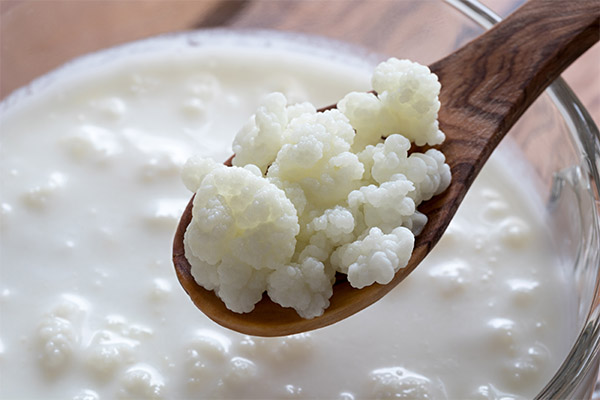 Comment cultiver du kéfir de lait