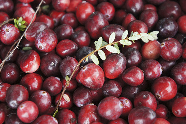 Cranberry in der Medizin