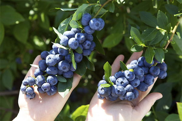 Quand récolter et comment conserver la myrtille bleue