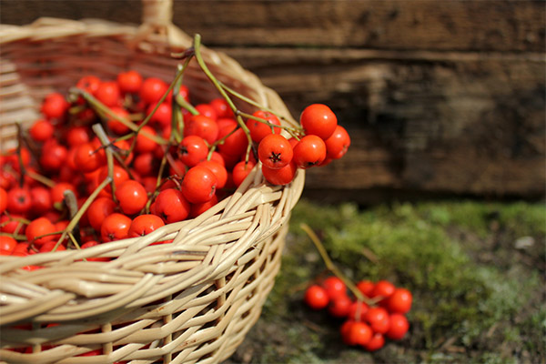 Quand récolter et comment conserver les baies de sorbier rouge