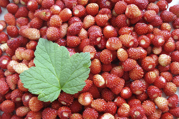 Quand cueillir et comment conserver la fraise des bois