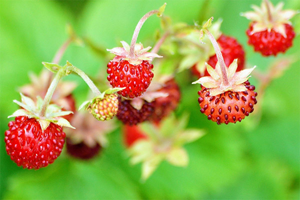 Peut-on donner de la fraise des bois aux animaux ?