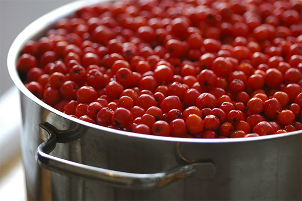 Peut-on donner du sorbier rouge aux poules ?